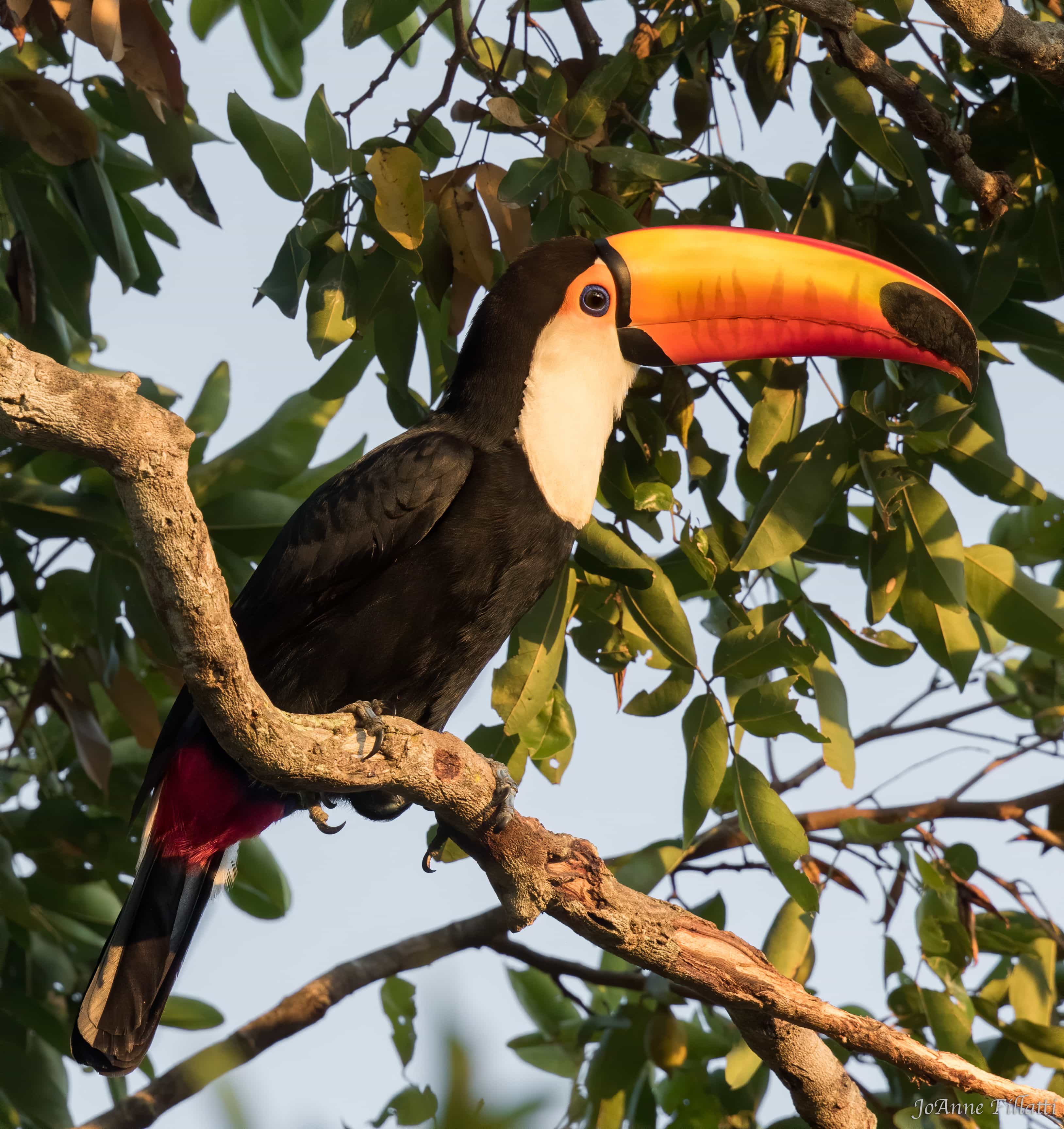 bird of brazil image 27